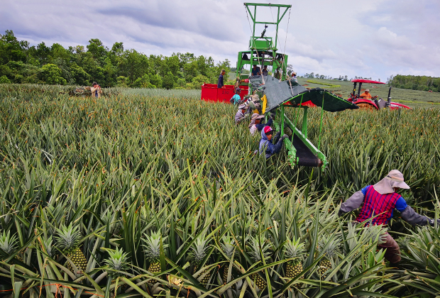 Piñas Cultivadas de Costa Rica